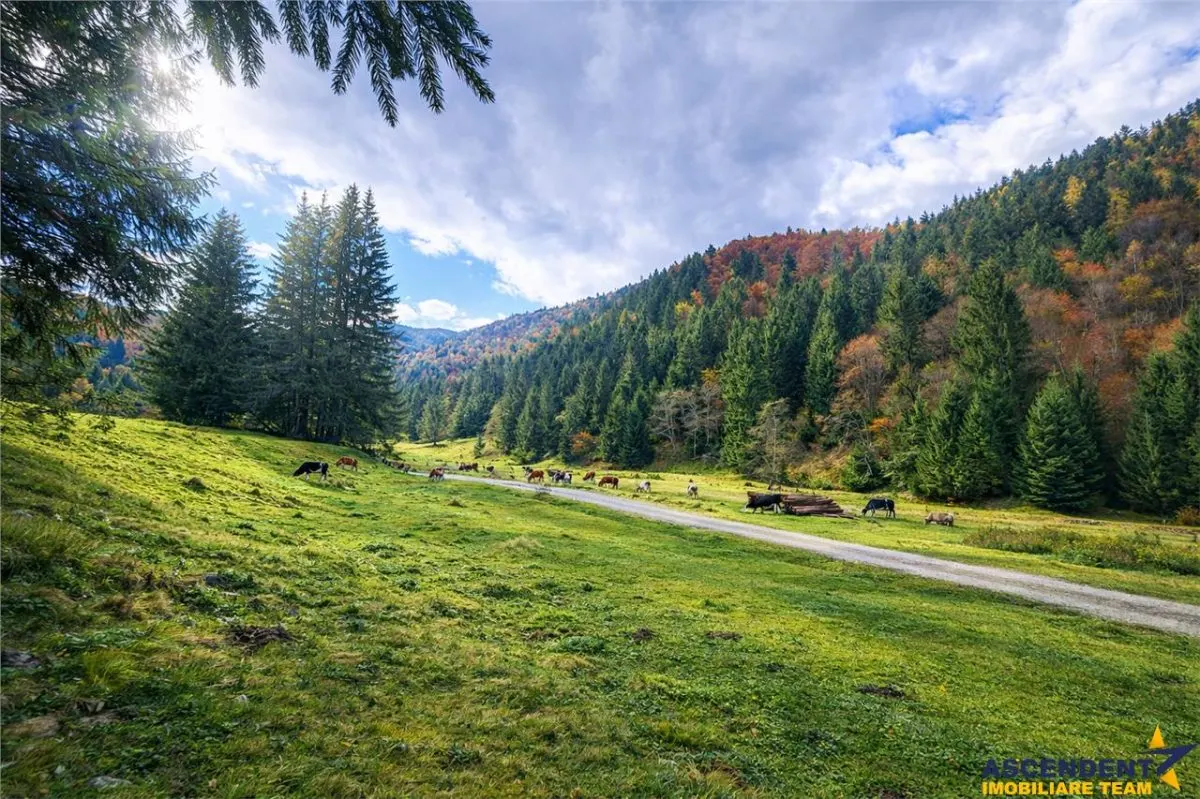Teren intravilan panoramic 4.600 mp, view iconic Piatra Craiului, oportunitate Premium - foto 3