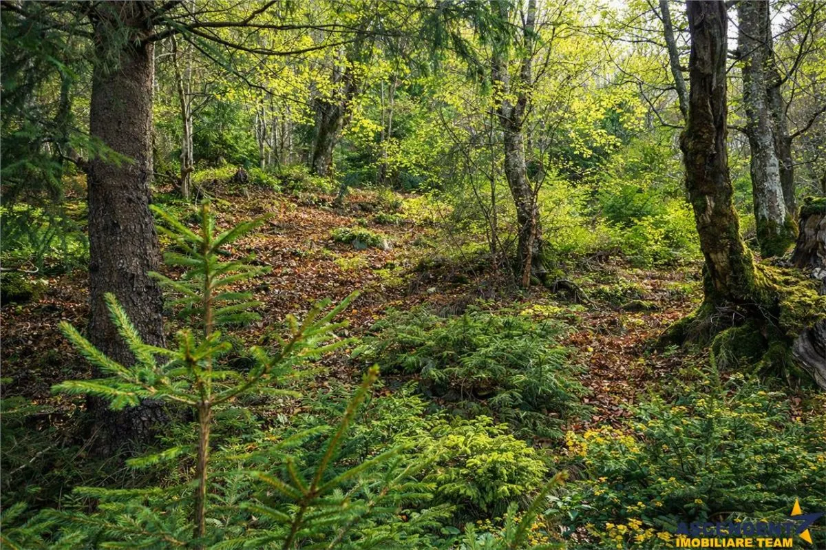Teren intravilan panoramic 4.600 mp, view iconic Piatra Craiului, oportunitate Premium - foto 4