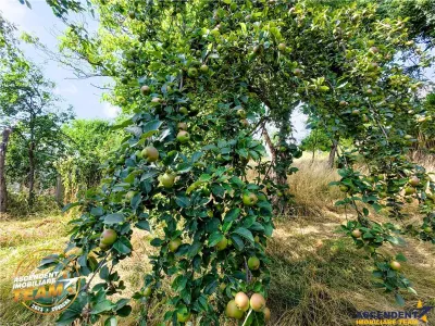 REZERVAT ! Casa traditionala din lemn, cu sura din piatra, Arcus, Covasna. - foto 3