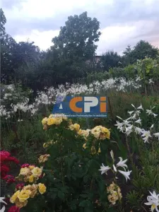 Bacau ,  Vila, la 5 minute de Centrul Orasului - foto 13